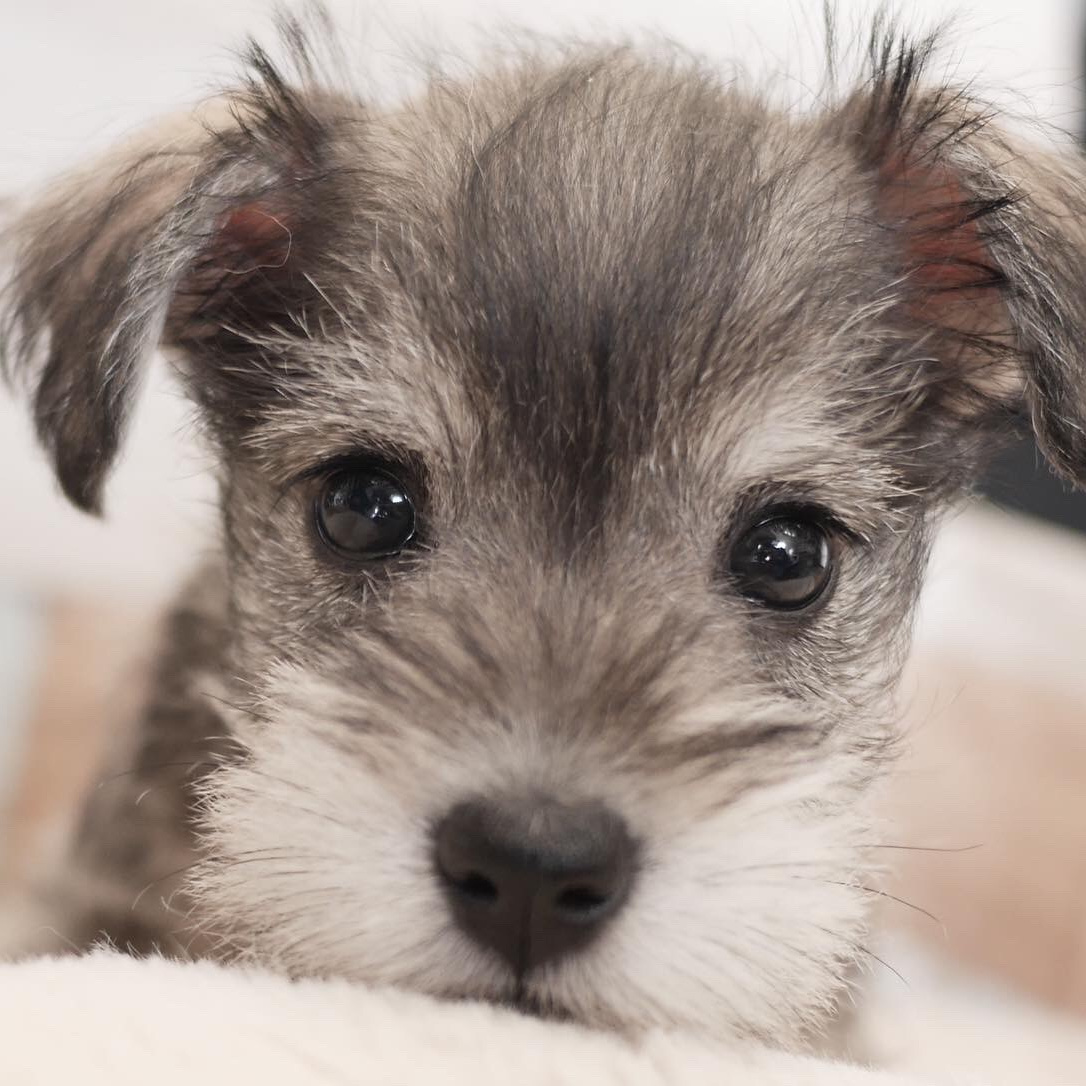 シュナウザーの子犬