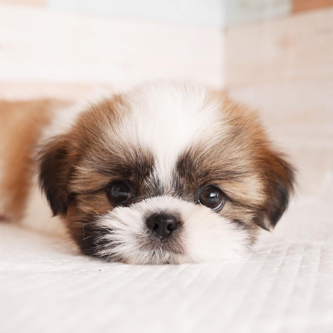 シーズーの子犬