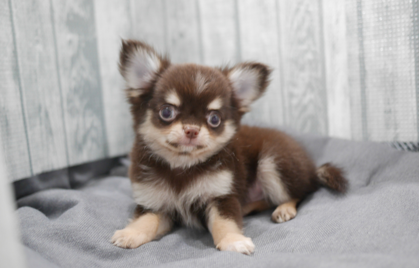 プードルの子犬