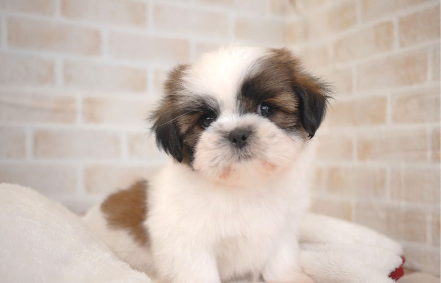 シーズーの子犬