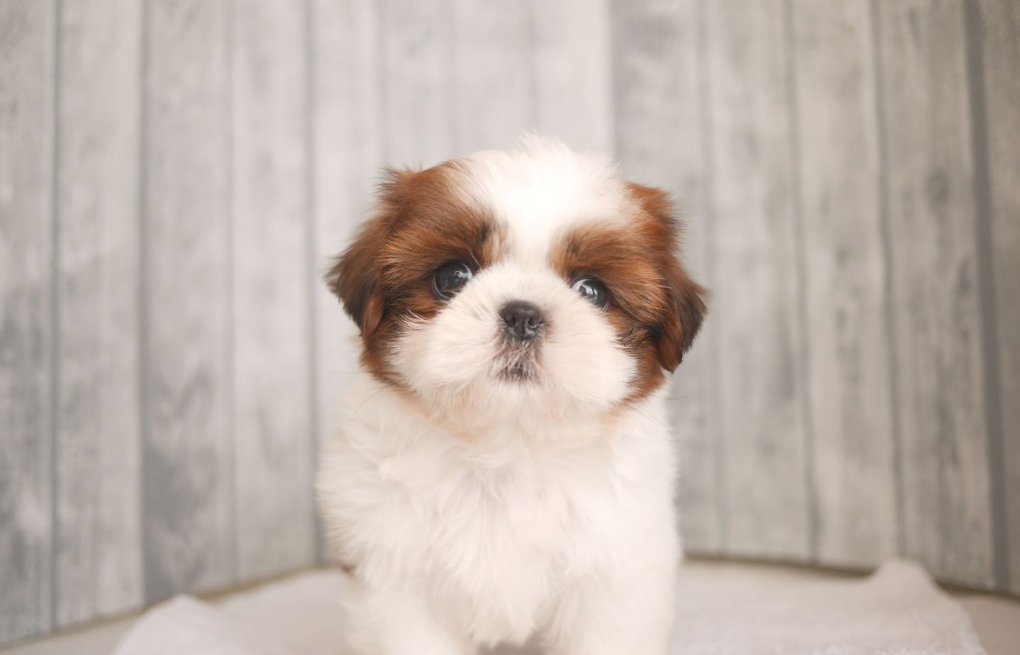 シーズーの子犬