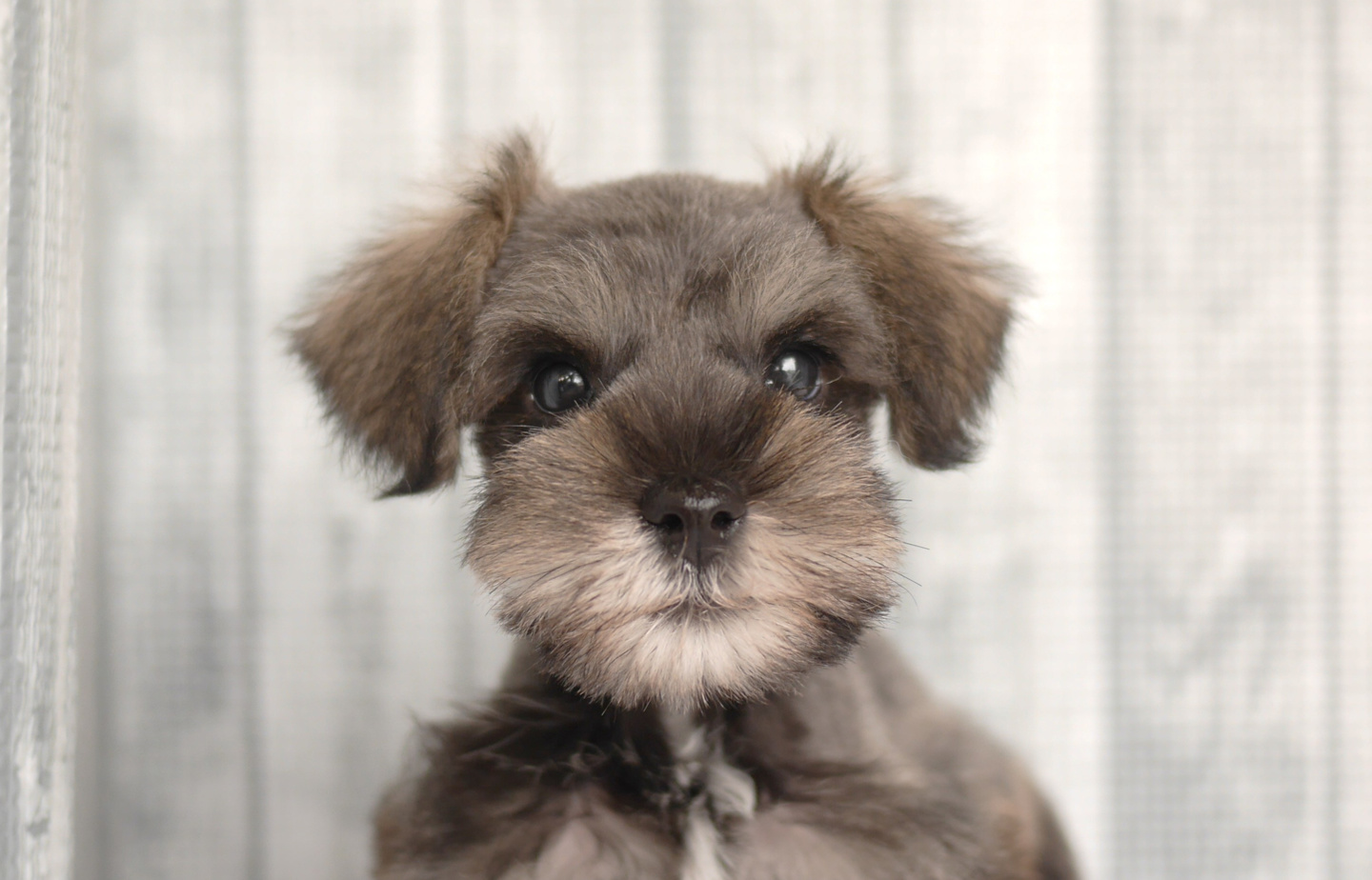 シュナウザーの子犬