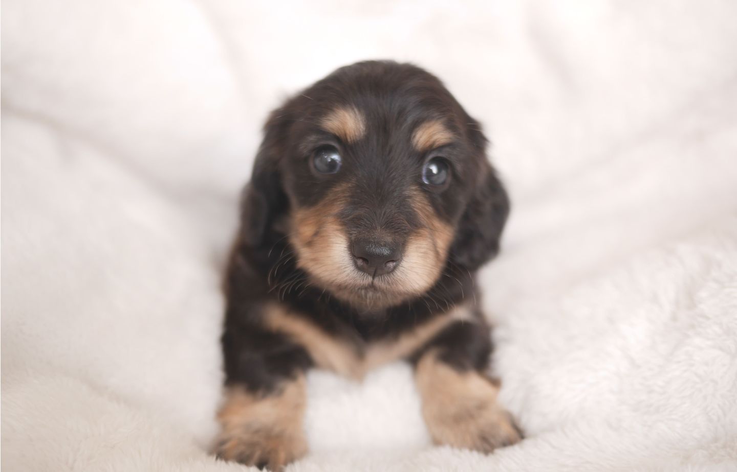 ダックスの子犬