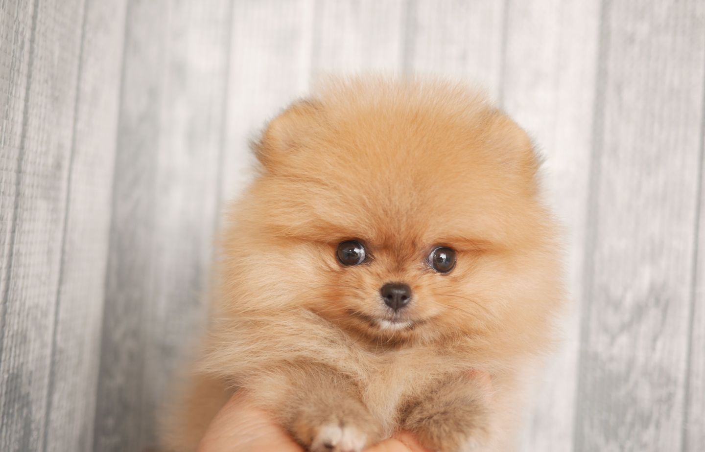 ポメラニアンの子犬