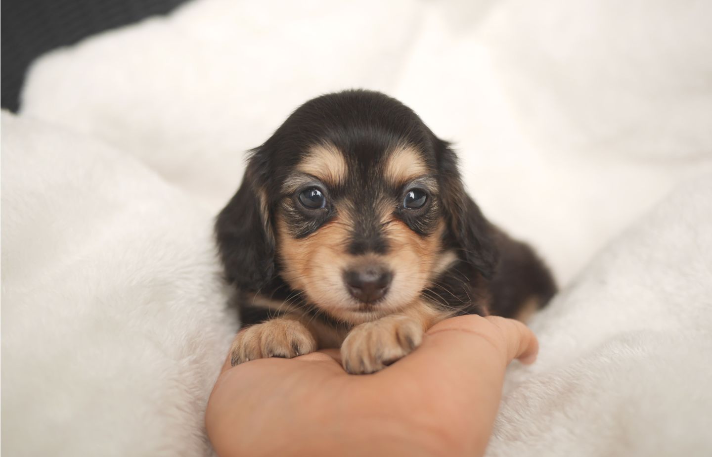 ダックスの子犬