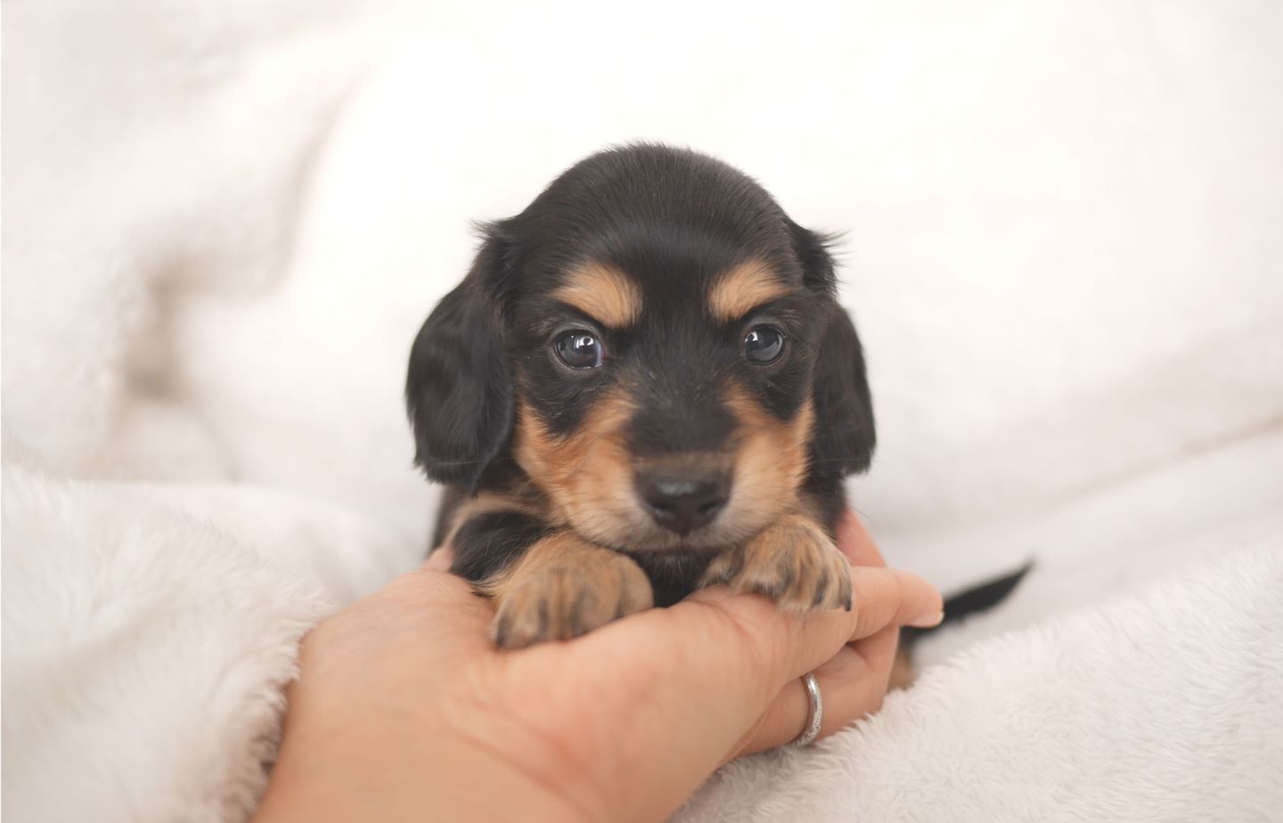 ダックスの子犬