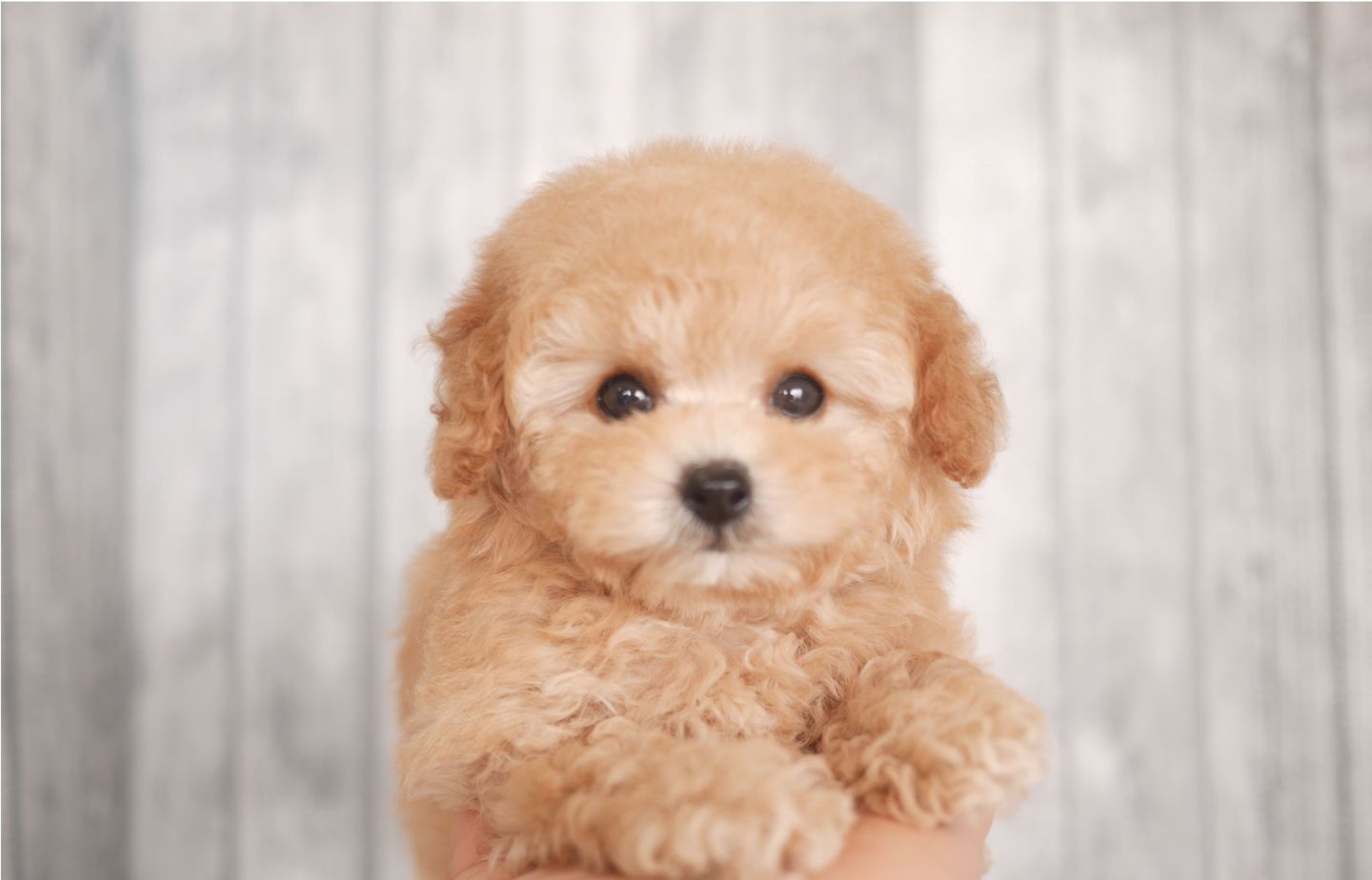 プードルの子犬