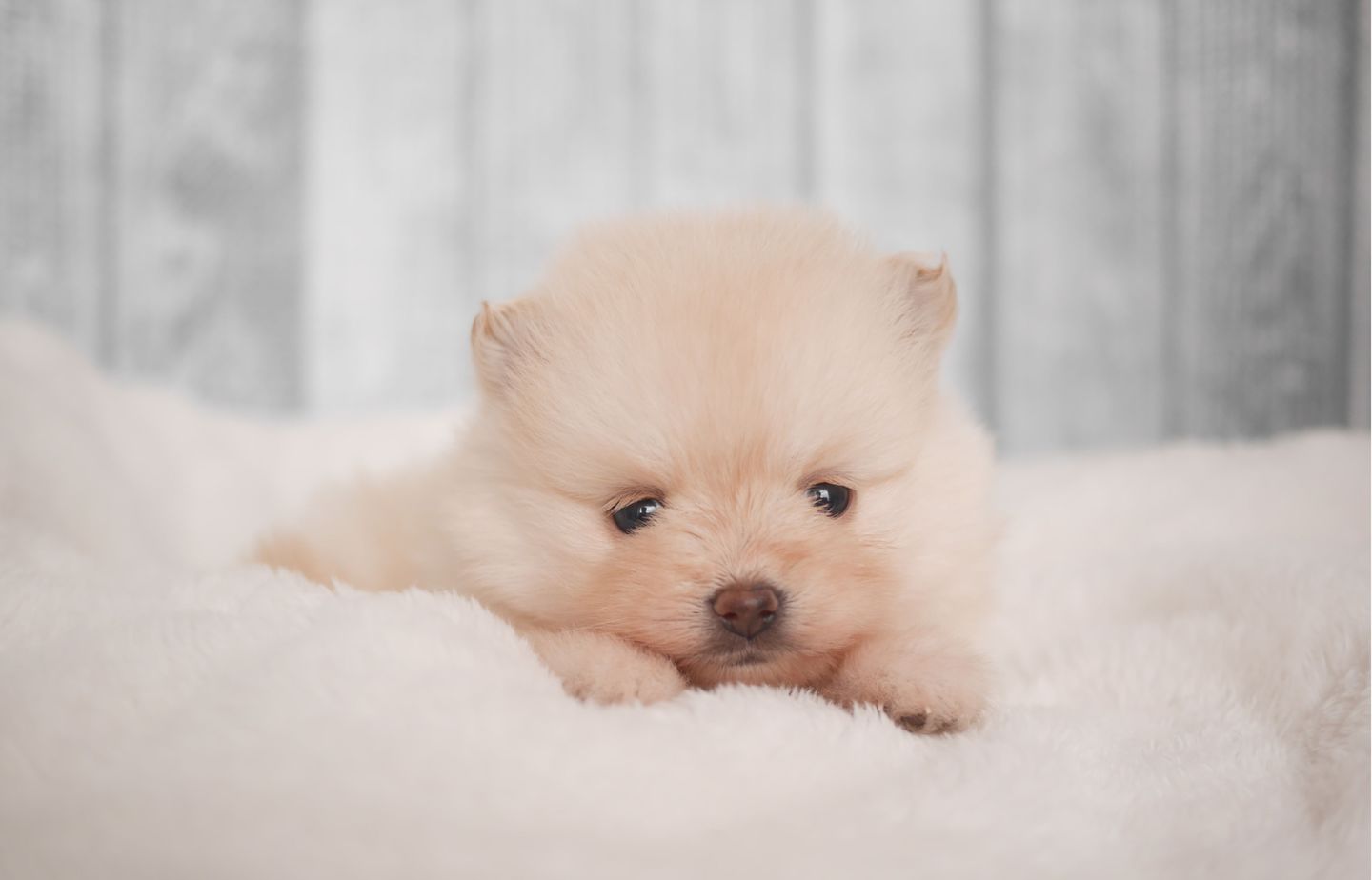 ポメラニアンの子犬