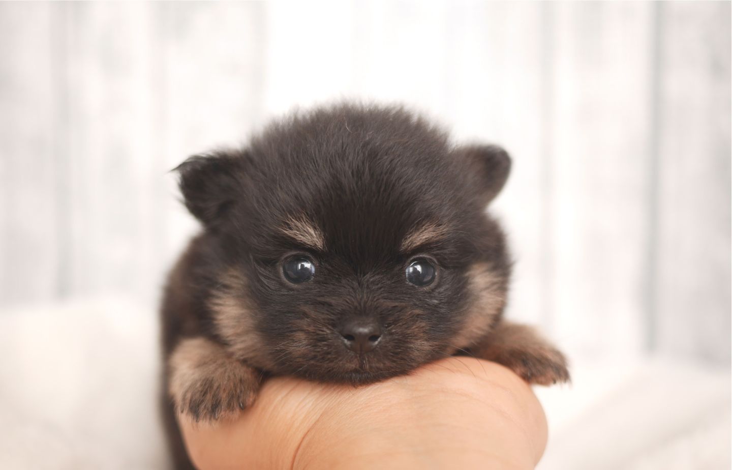 ポメラニアンの子犬