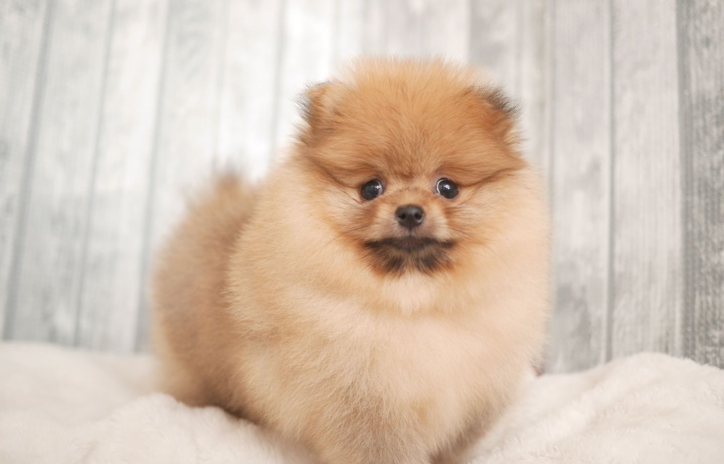 ポメラニアンの子犬