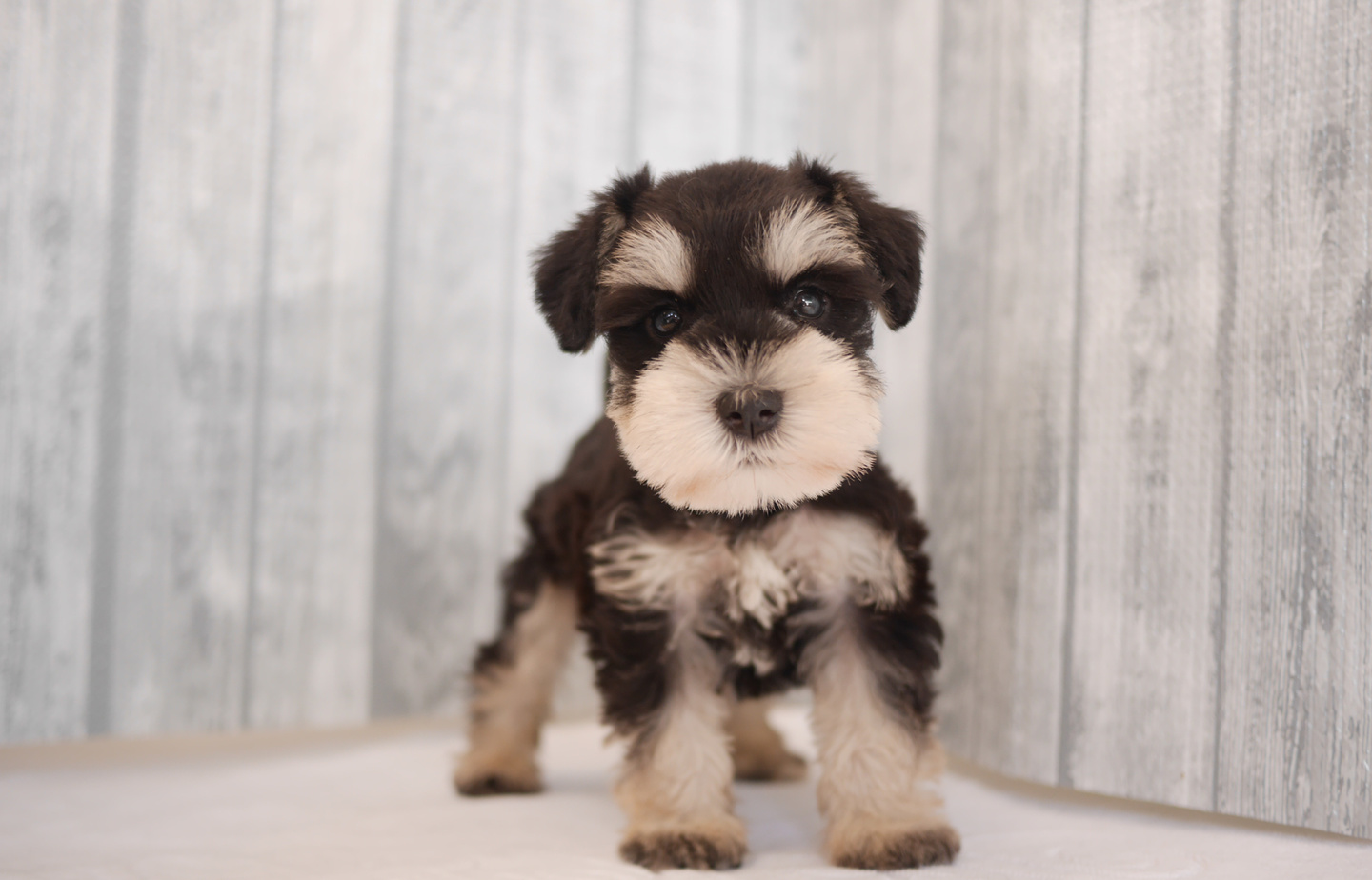 プードルの子犬