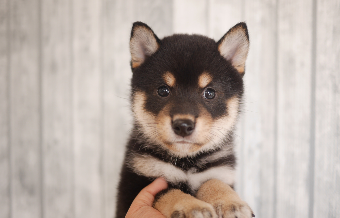 プードルの子犬