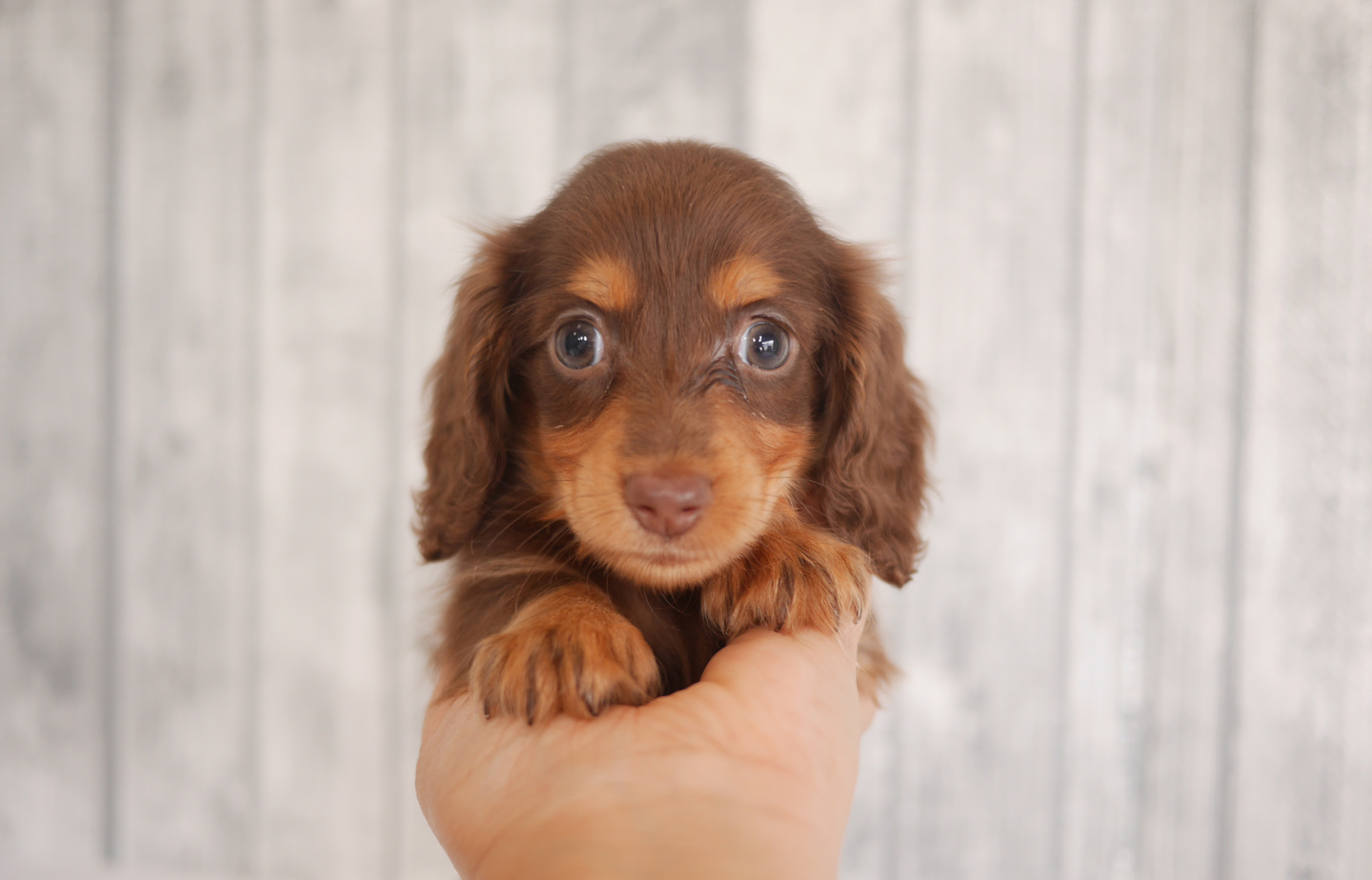 プードルの子犬