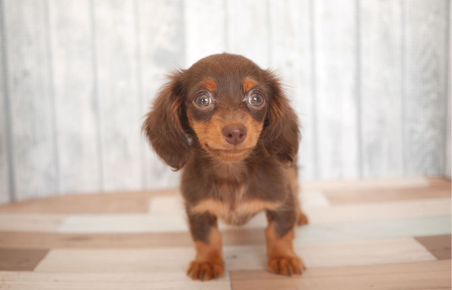 ダックスの子犬