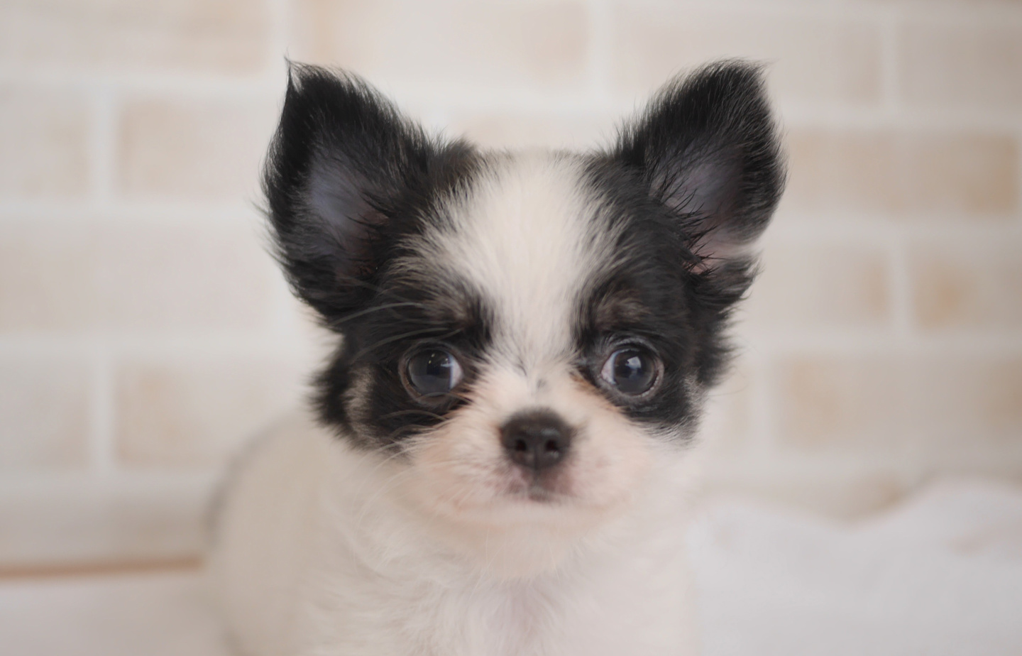 プードルの子犬