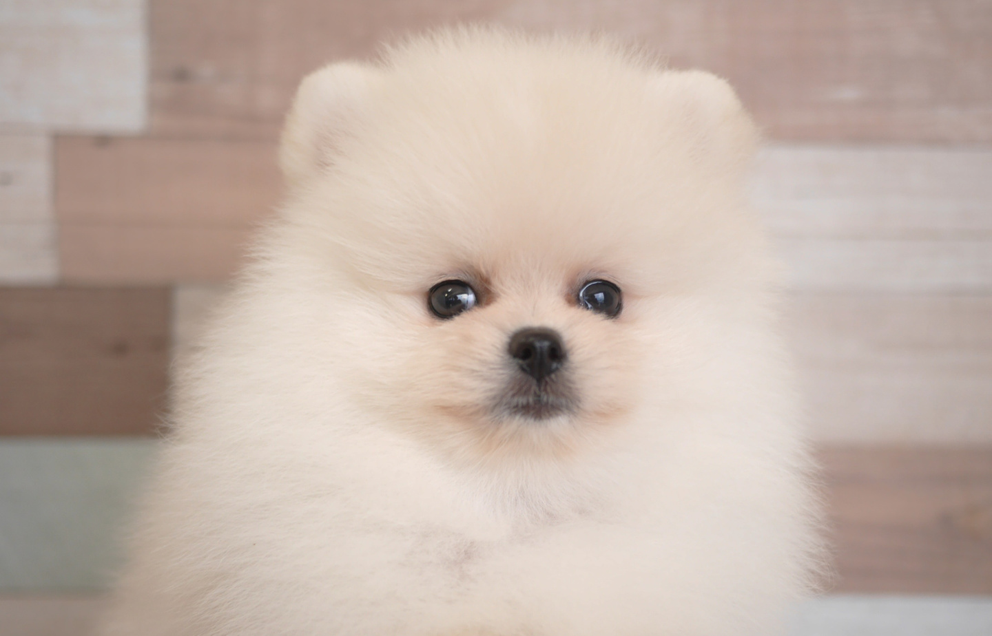 プードルの子犬