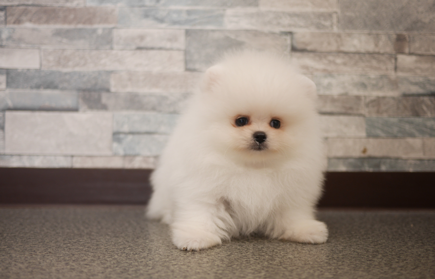 プードルの子犬