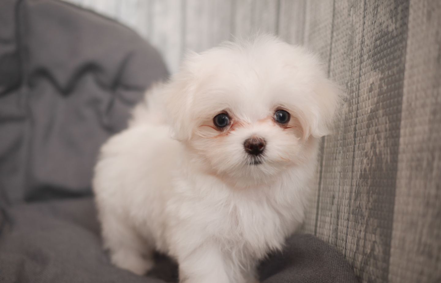 プードルの子犬