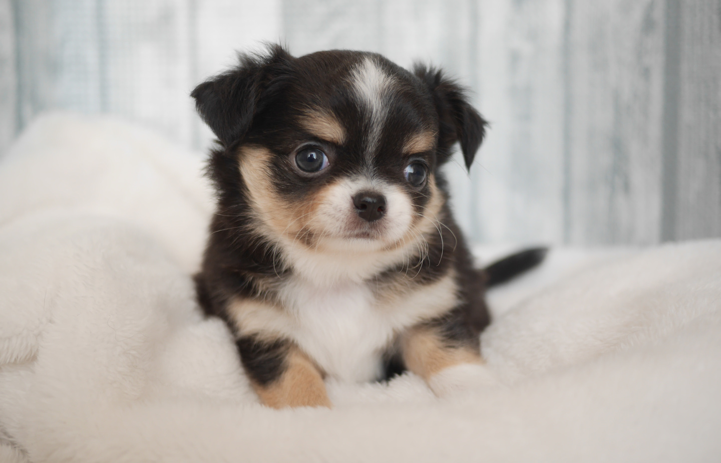 プードルの子犬