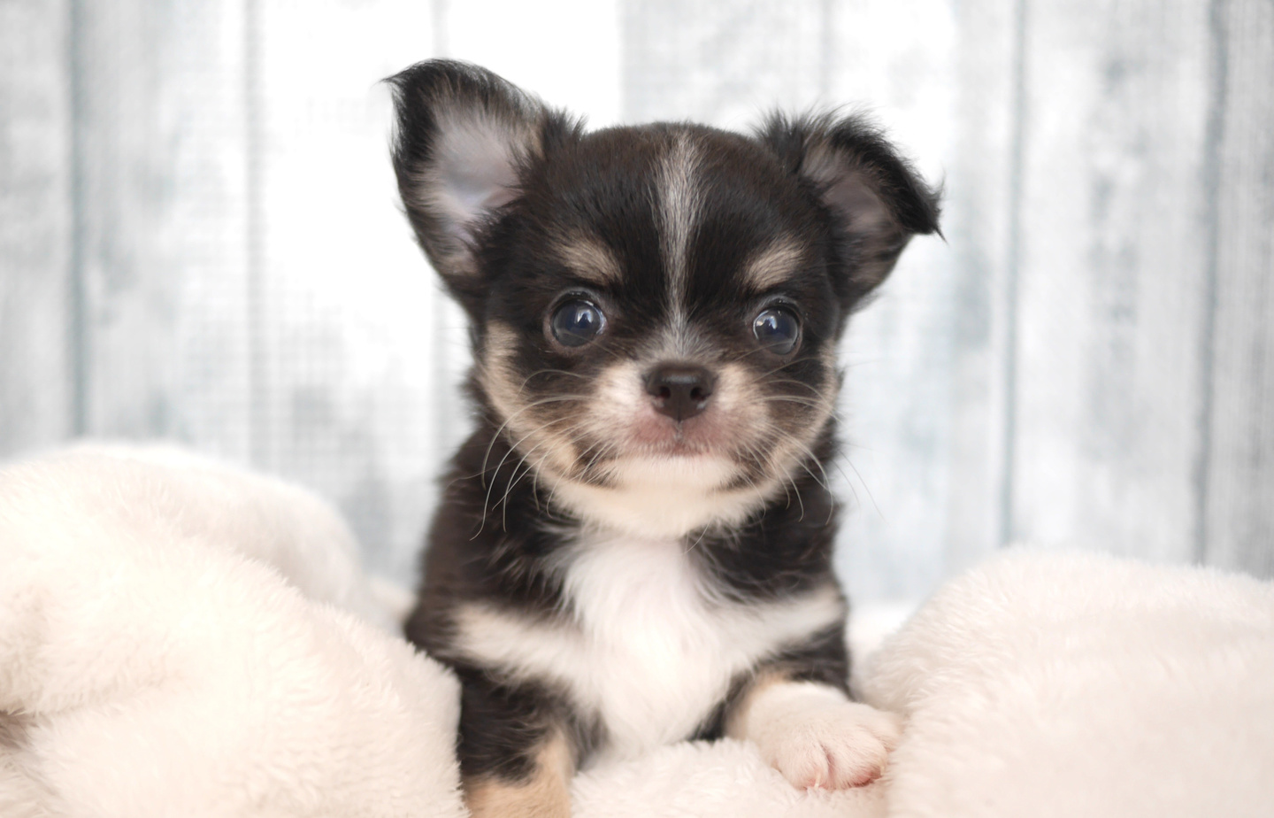 プードルの子犬