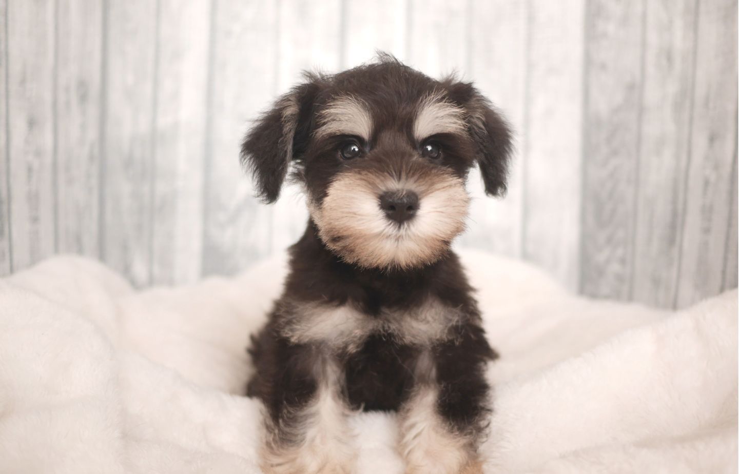 プードルの子犬