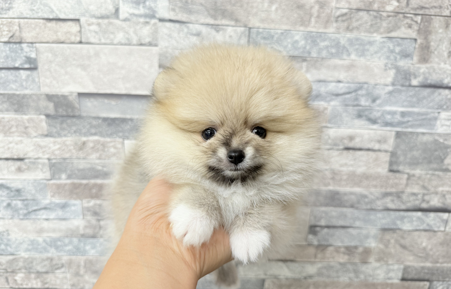ダックスの子犬