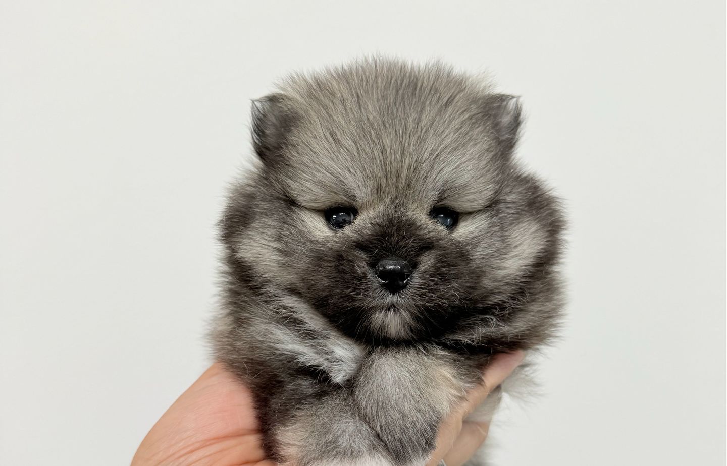 フレンチの子犬