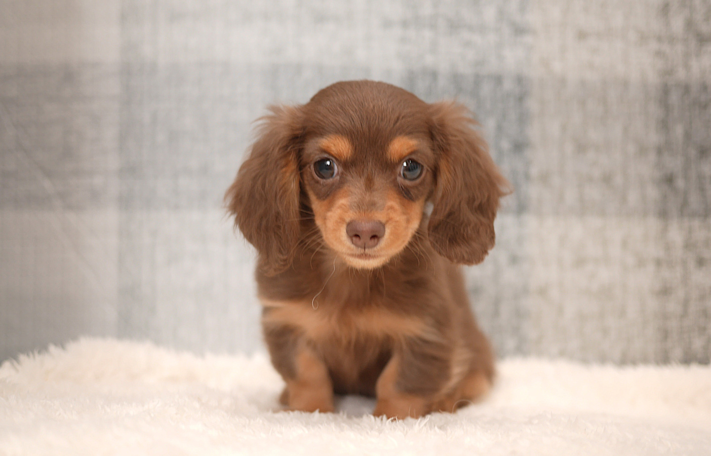 シュナウザーの子犬