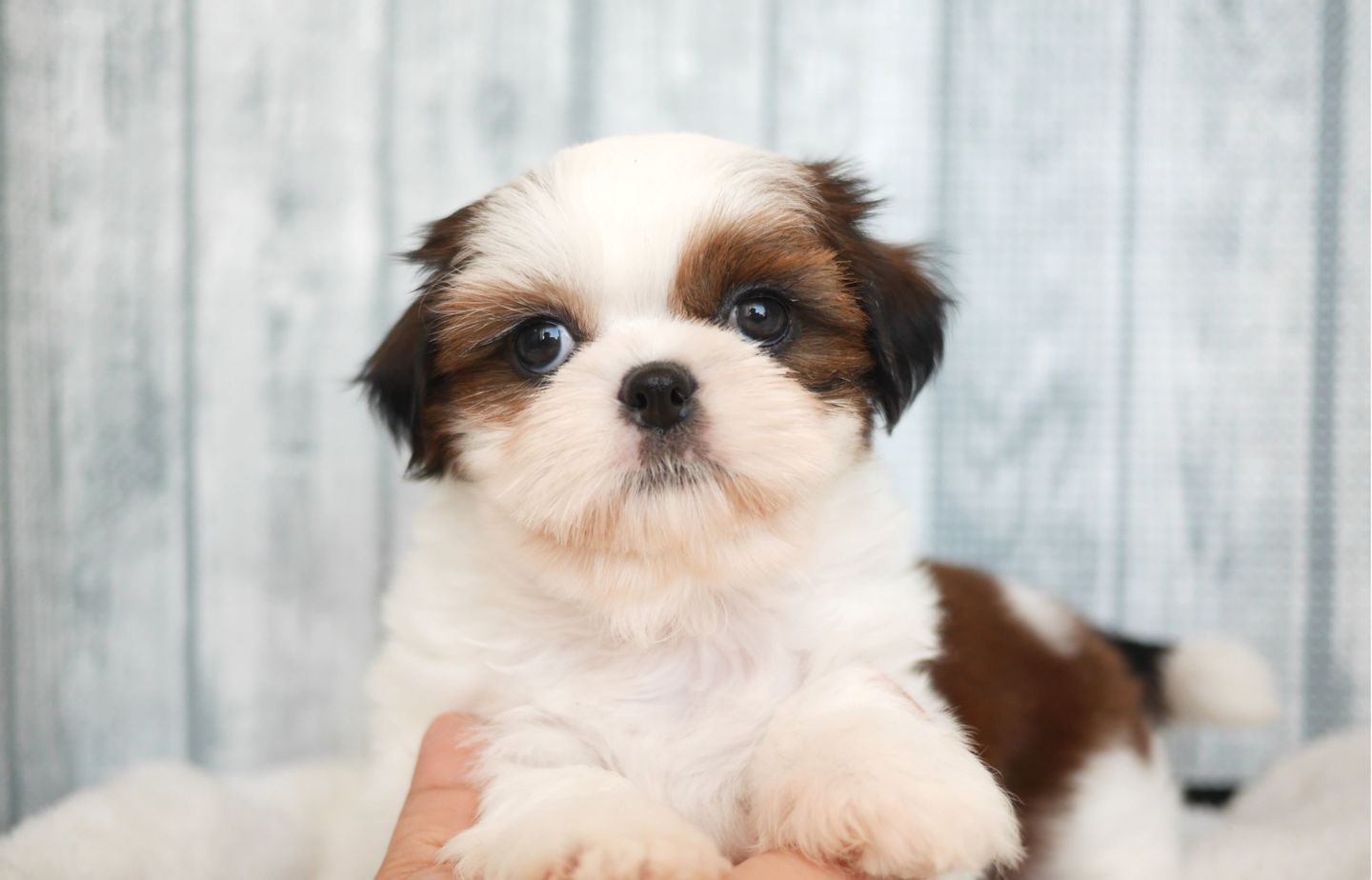 プードルの子犬