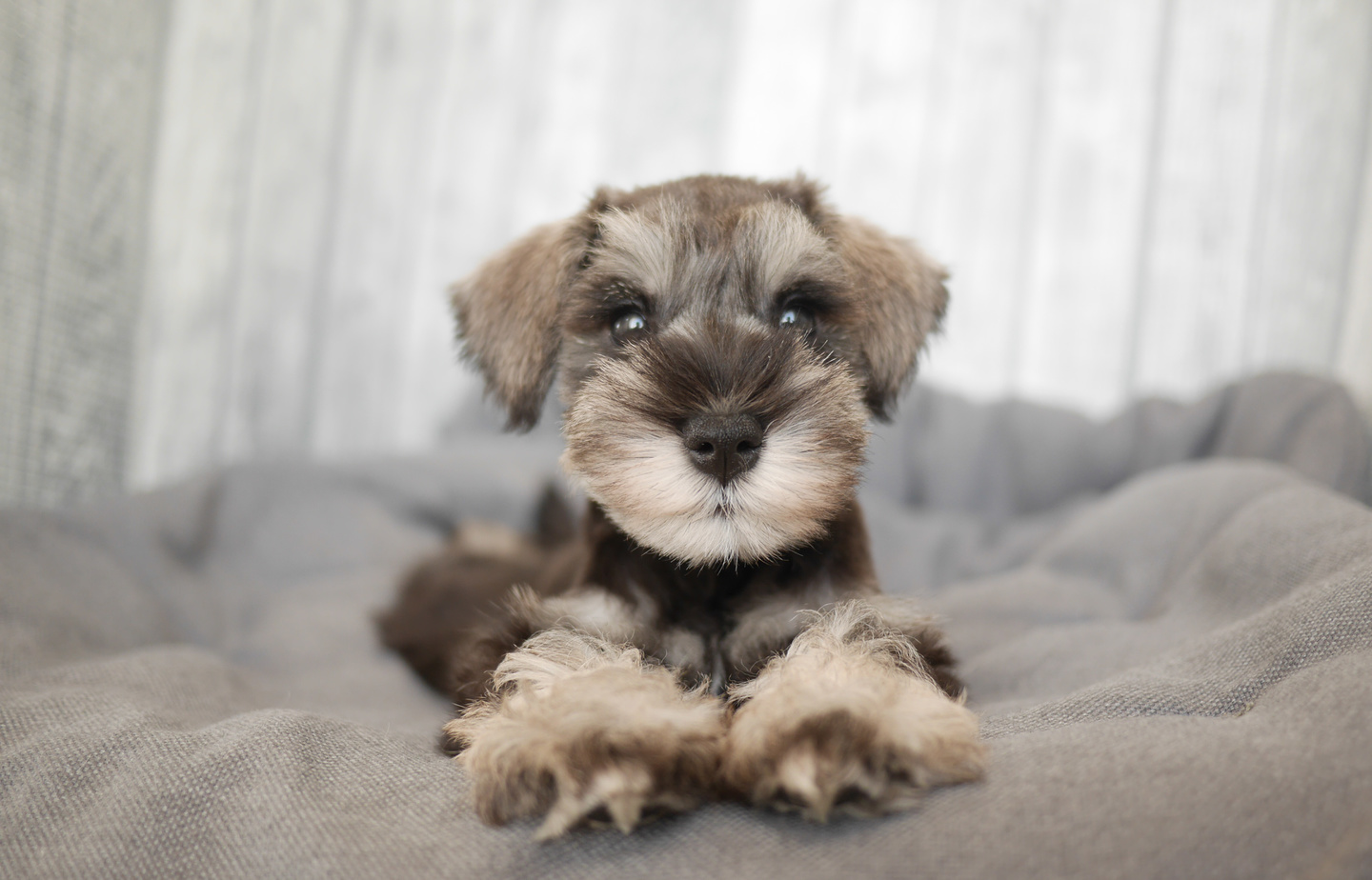 シュナウザーの子犬
