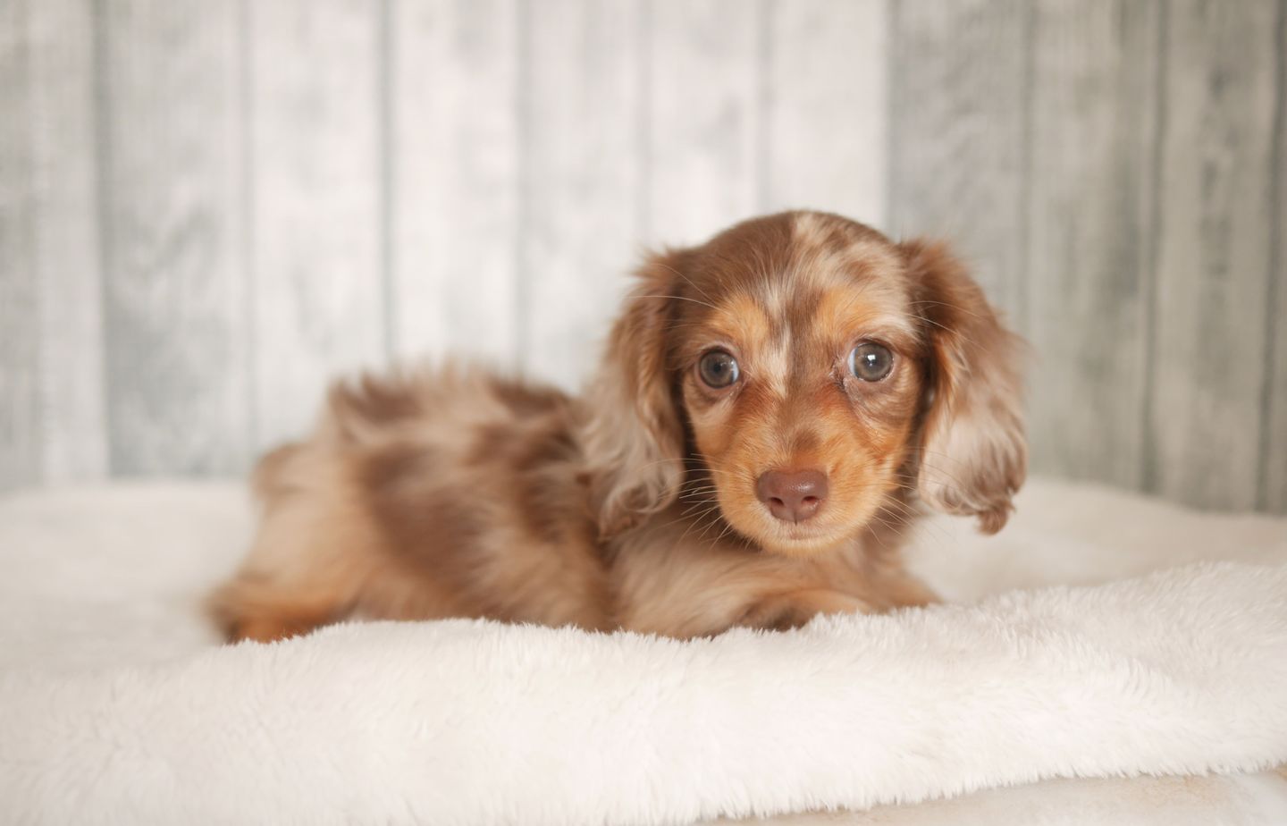 ダックスの子犬