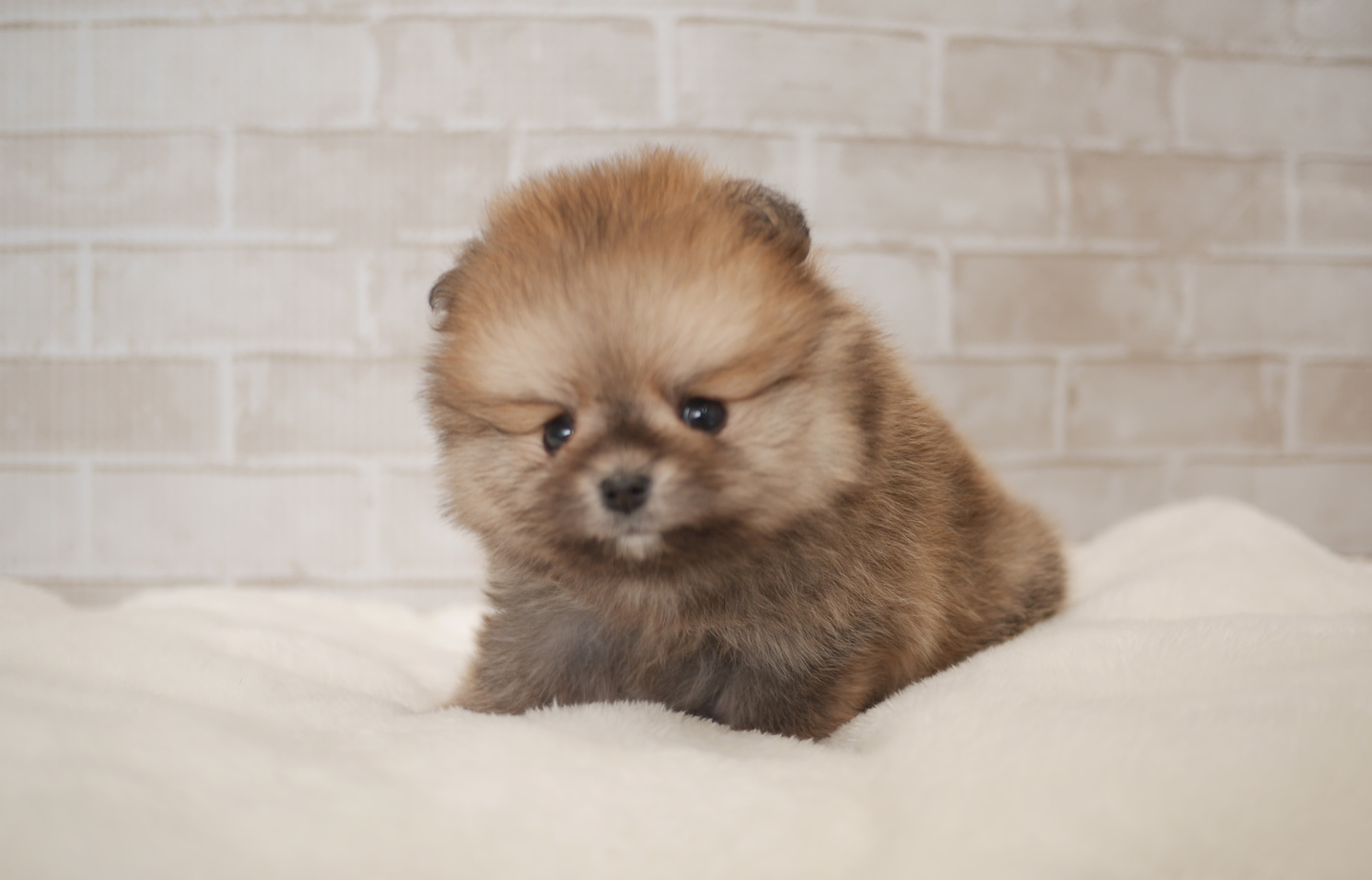 シュナウザーの子犬