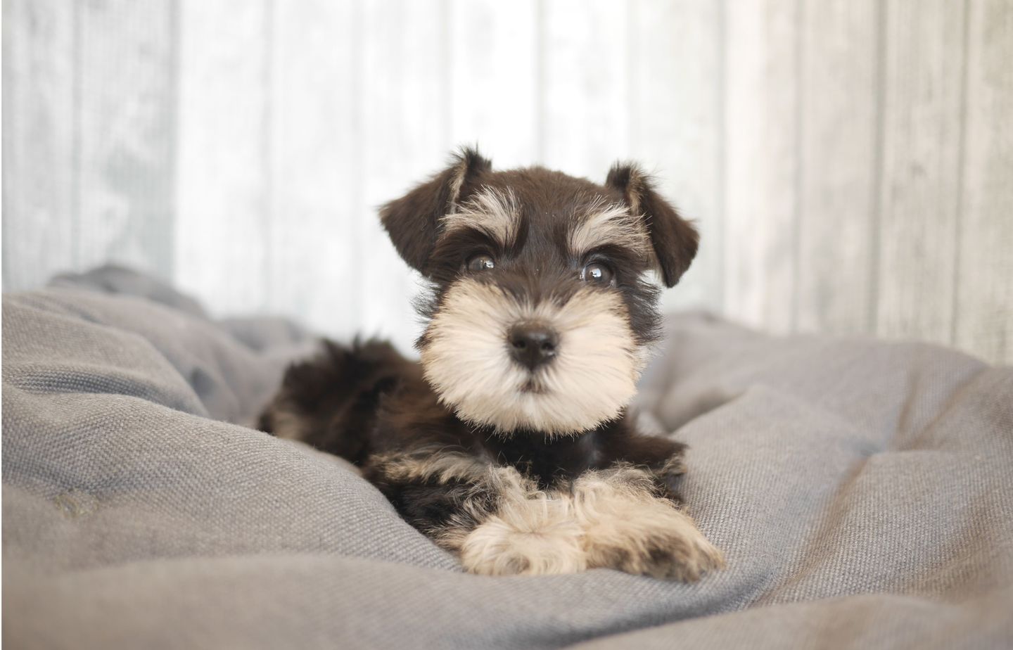 シュナウザーの子犬