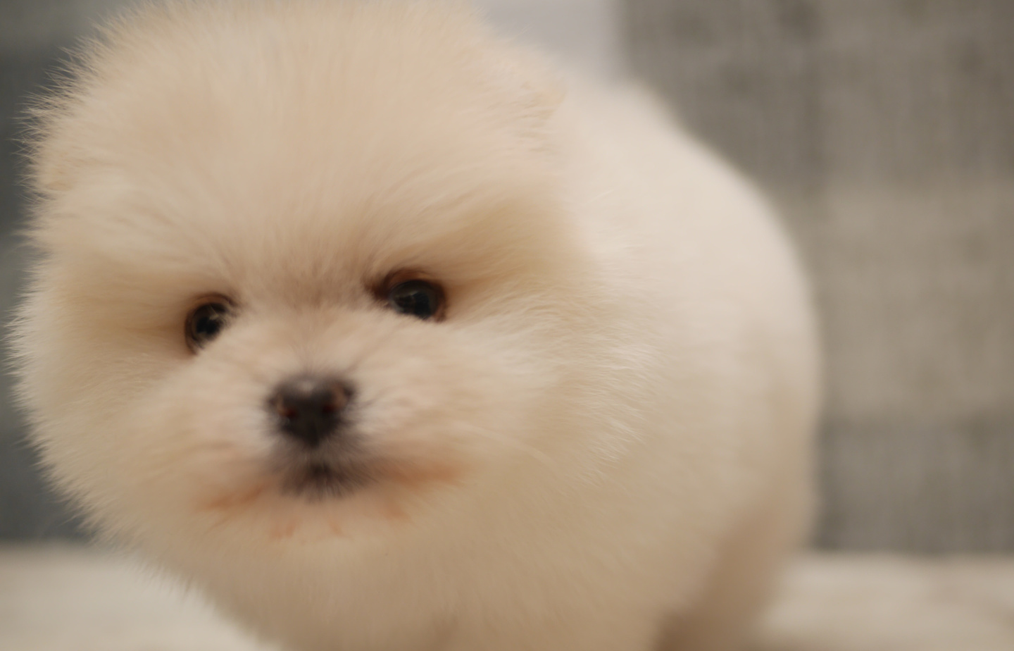 シュナウザーの子犬