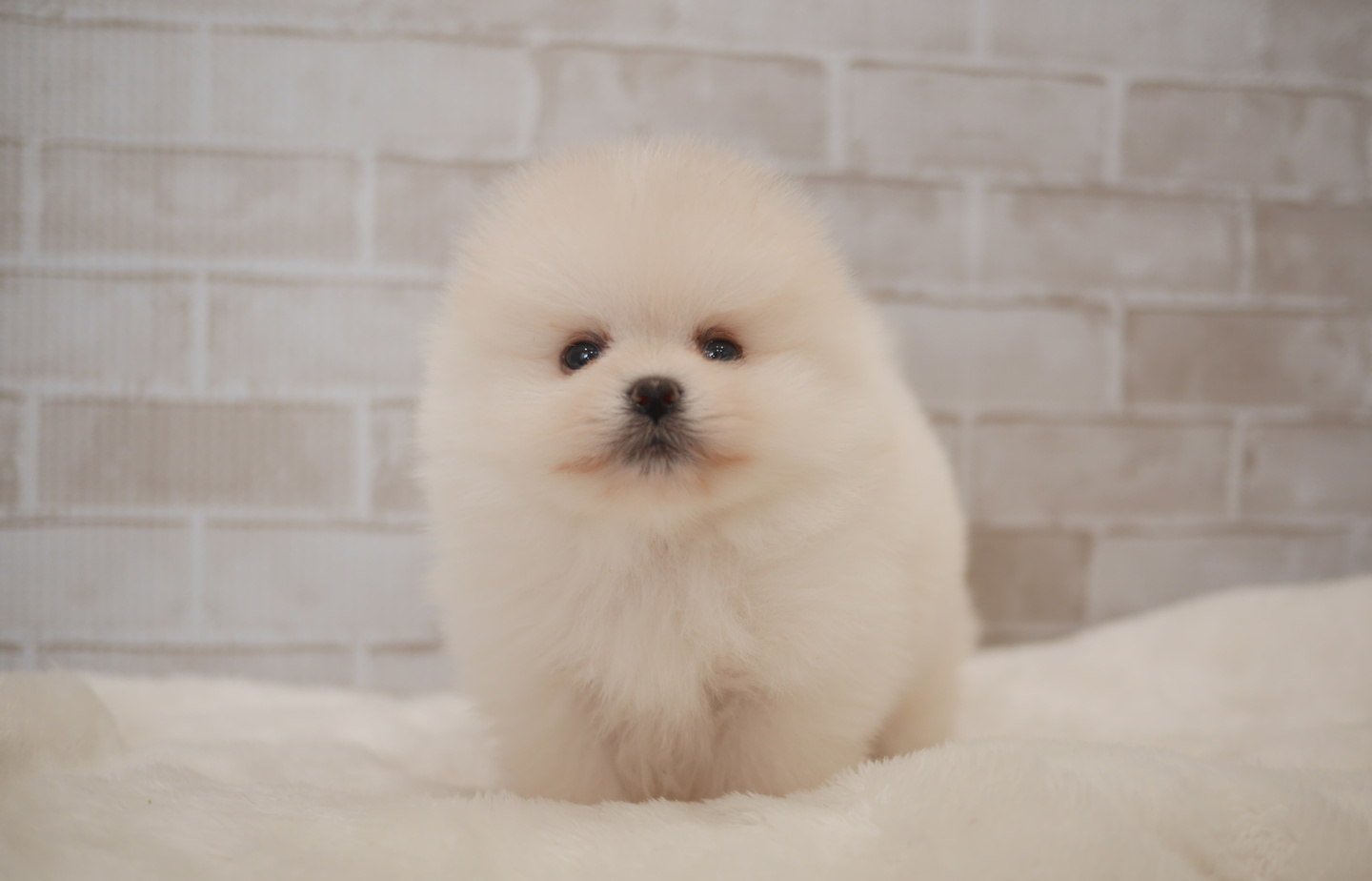 シュナウザーの子犬