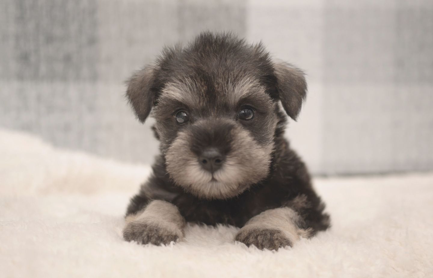 シュナウザーの子犬