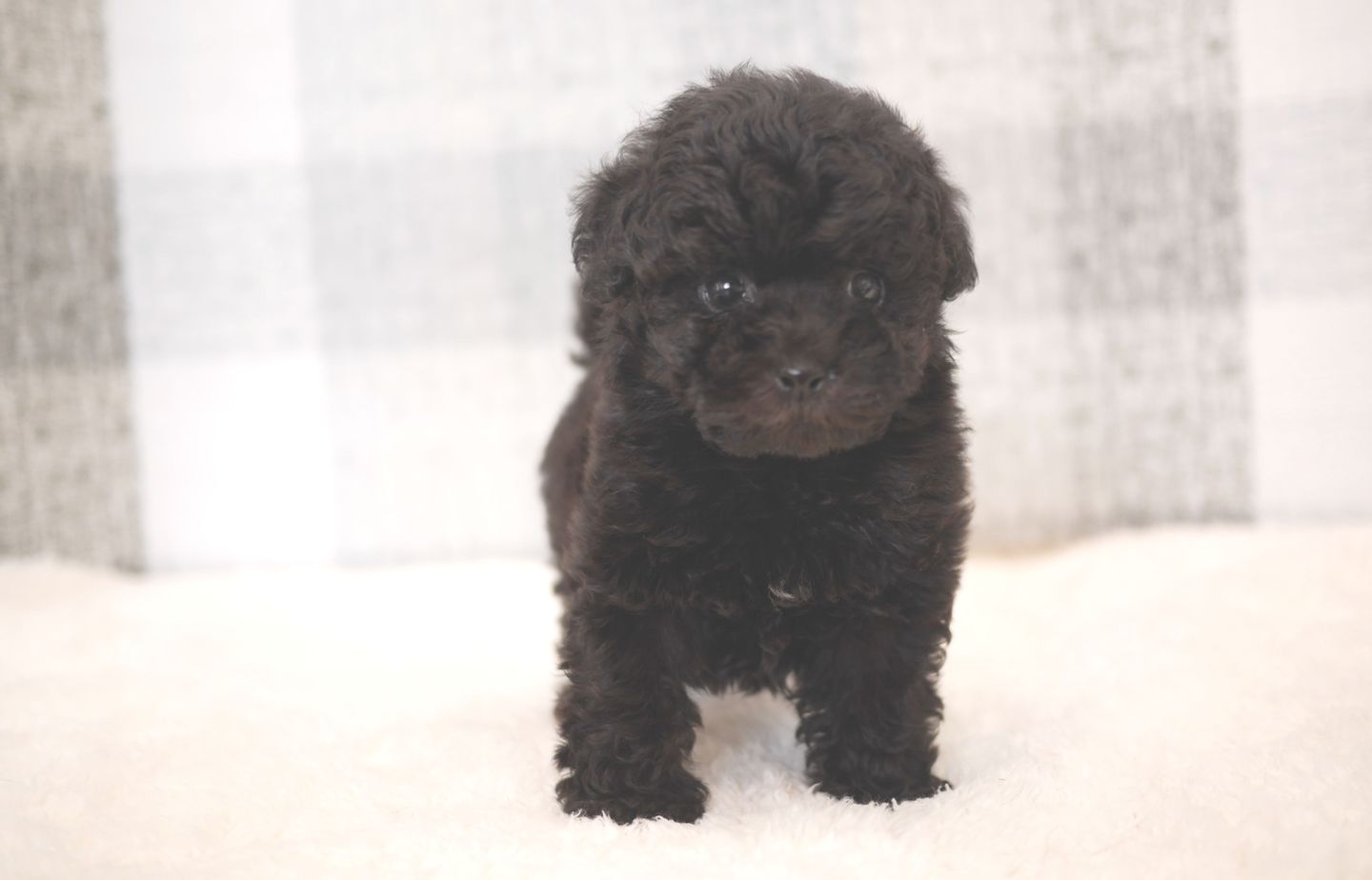 シュナウザーの子犬