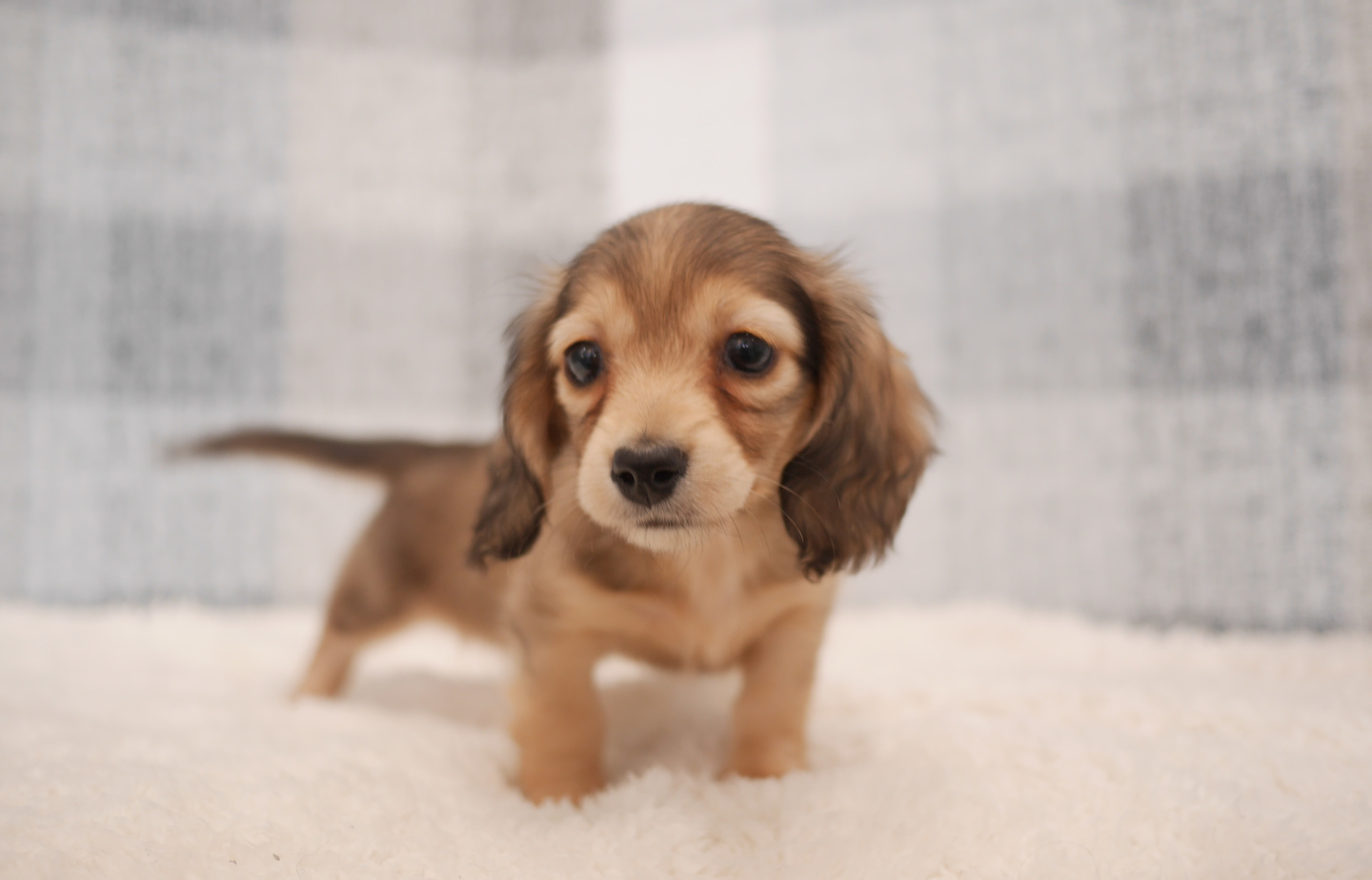 シュナウザーの子犬