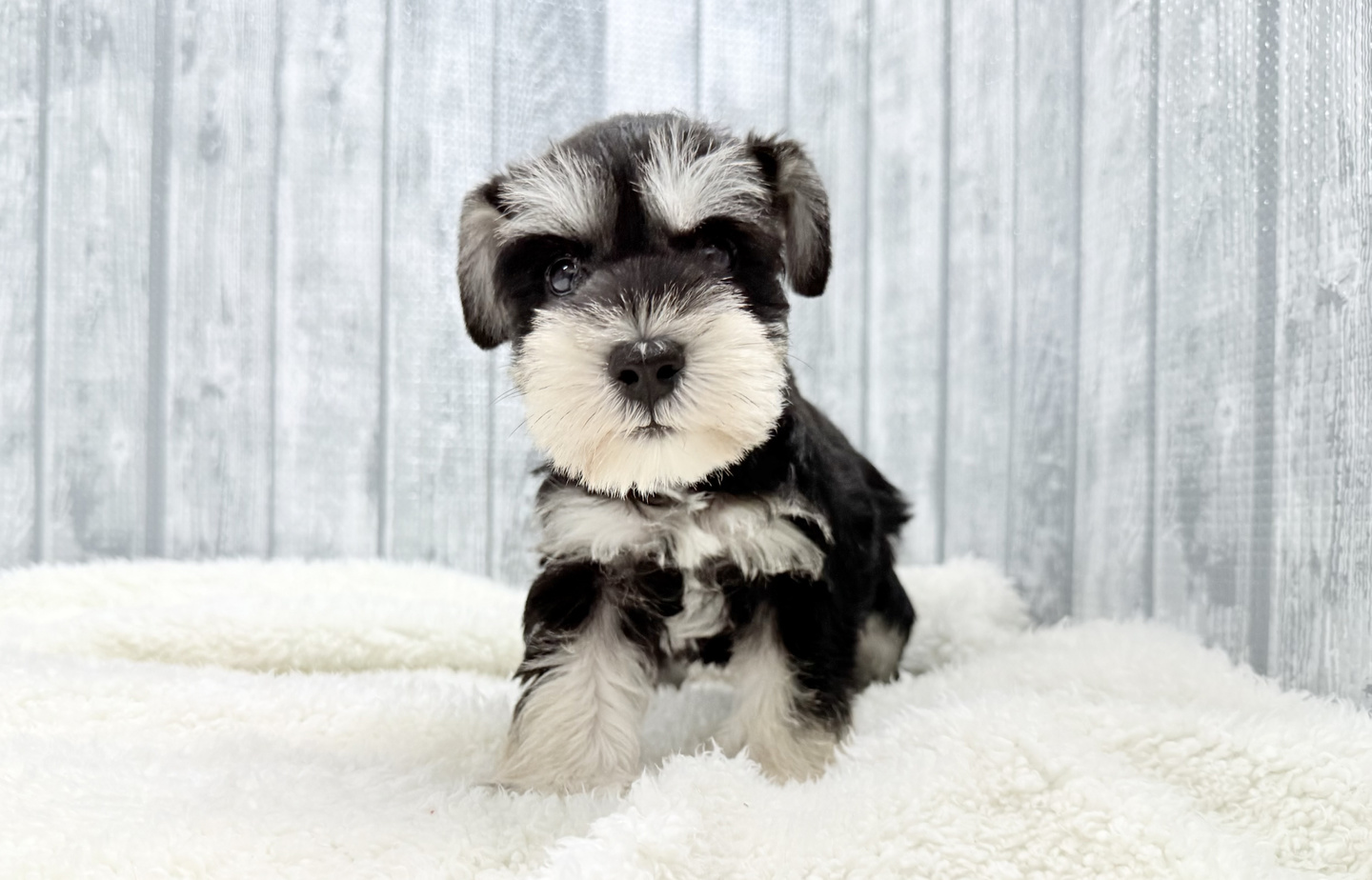 ヨーキーの子犬