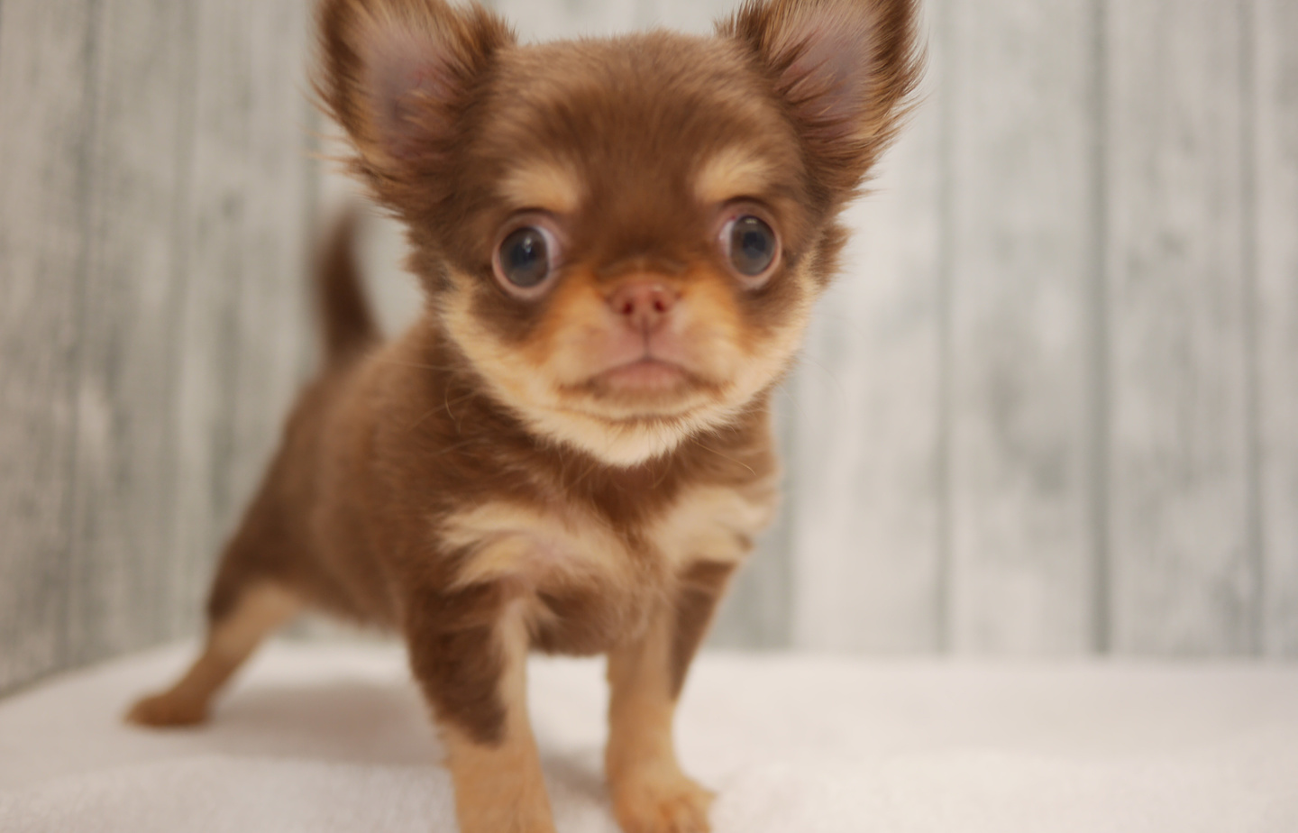 シュナウザーの子犬
