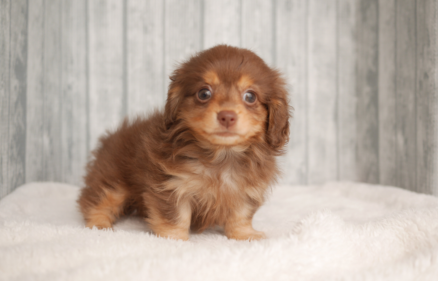 シュナウザーの子犬