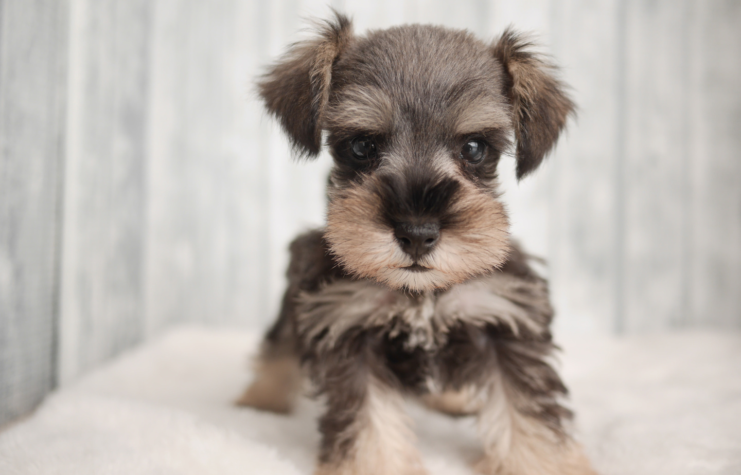シュナウザーの子犬