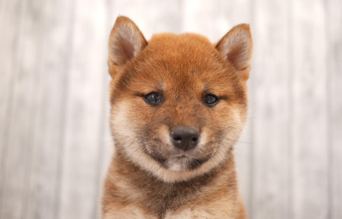 シュナウザーの子犬