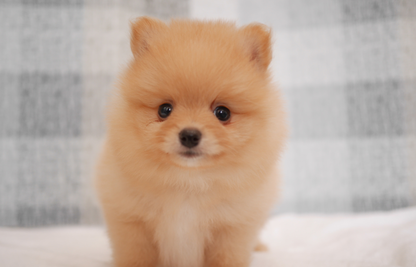 シュナウザーの子犬