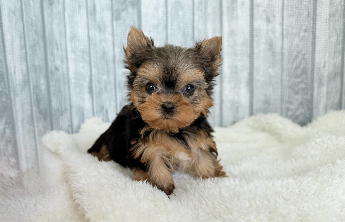 ヨーキーの子犬