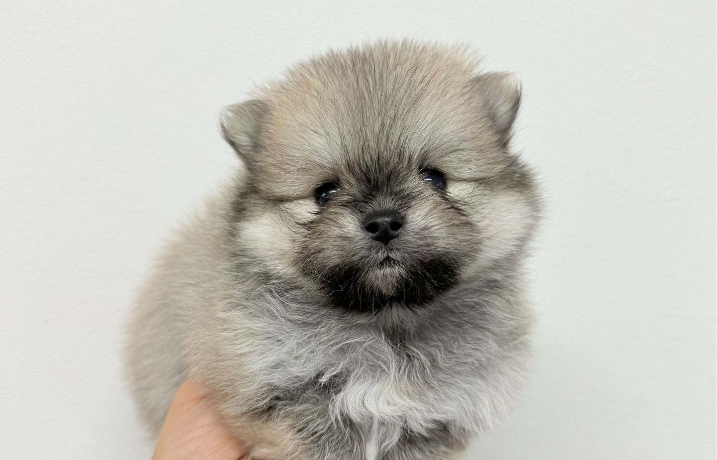 フレンチの子犬