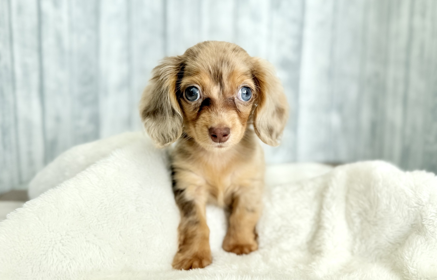 フレンチの子犬