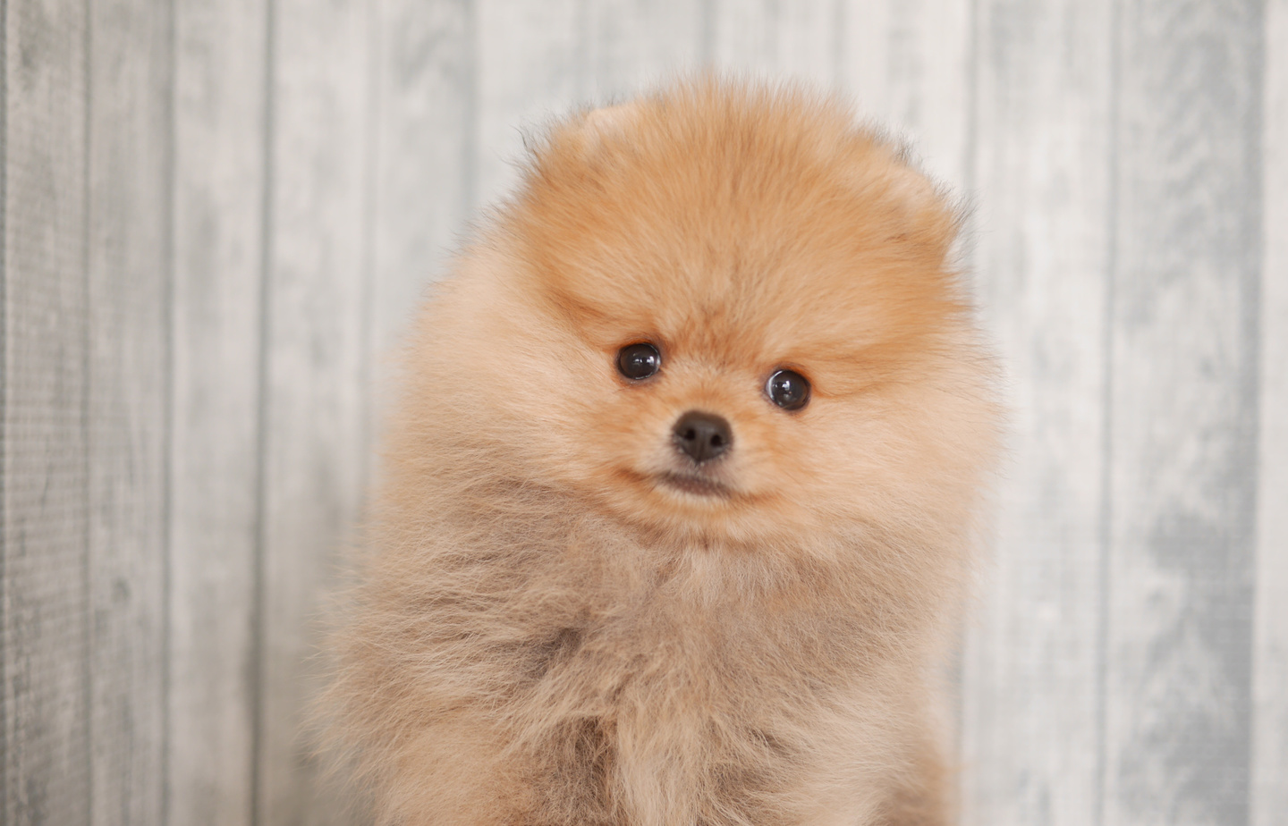 フレンチの子犬