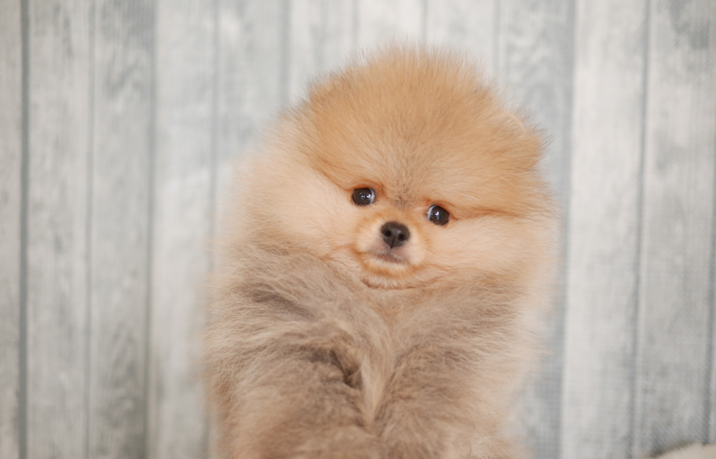 フレンチの子犬