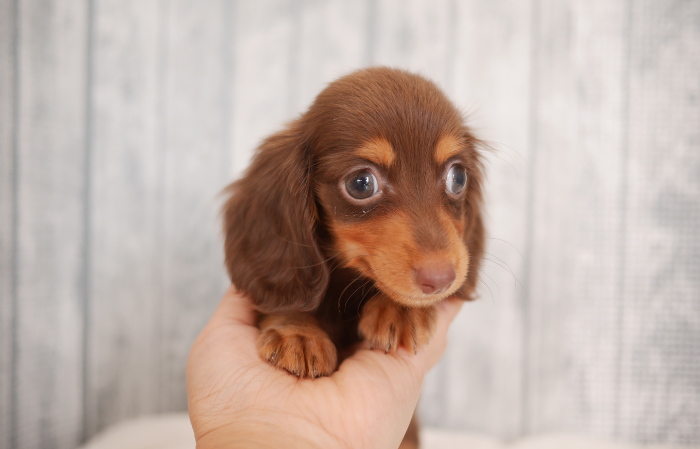 フレンチの子犬